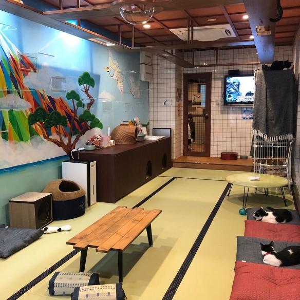 不来"猫浴场"泡个澡吗?日本澡堂风的流浪猫咖啡厅