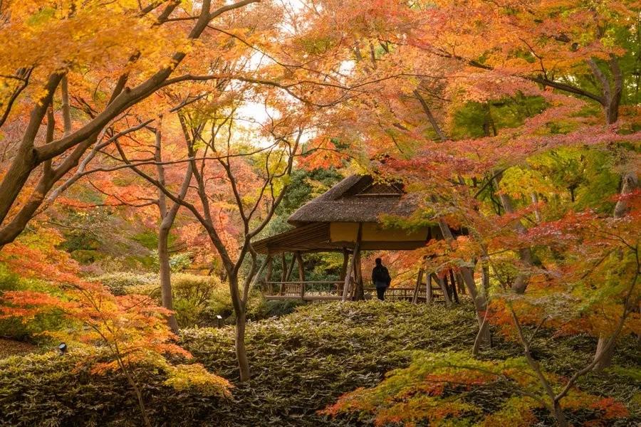 这个秋天去哪赏红叶 送你一篇最全的日本红叶指南 Twi