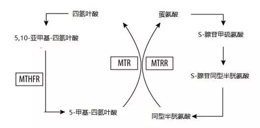 结合gdp的a亚基具有活性_托雷基亚奥特曼