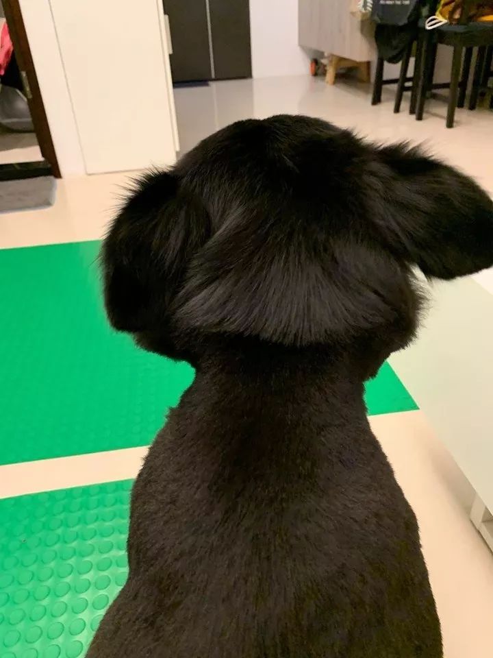 怎么让狗狗配合剪头发 6c553bdac9274d0da45169102959fa62.jpeg