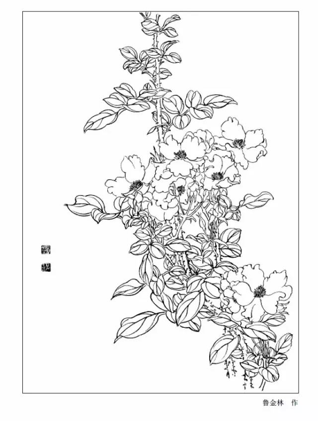9种花卉白描图 收藏备用!