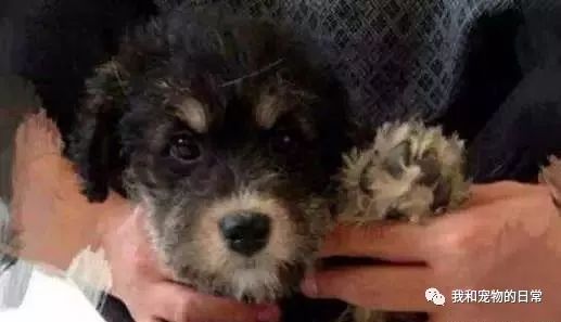 泰迪和哈士奇生出的娃,不管怎么挑逗都是这个表情
