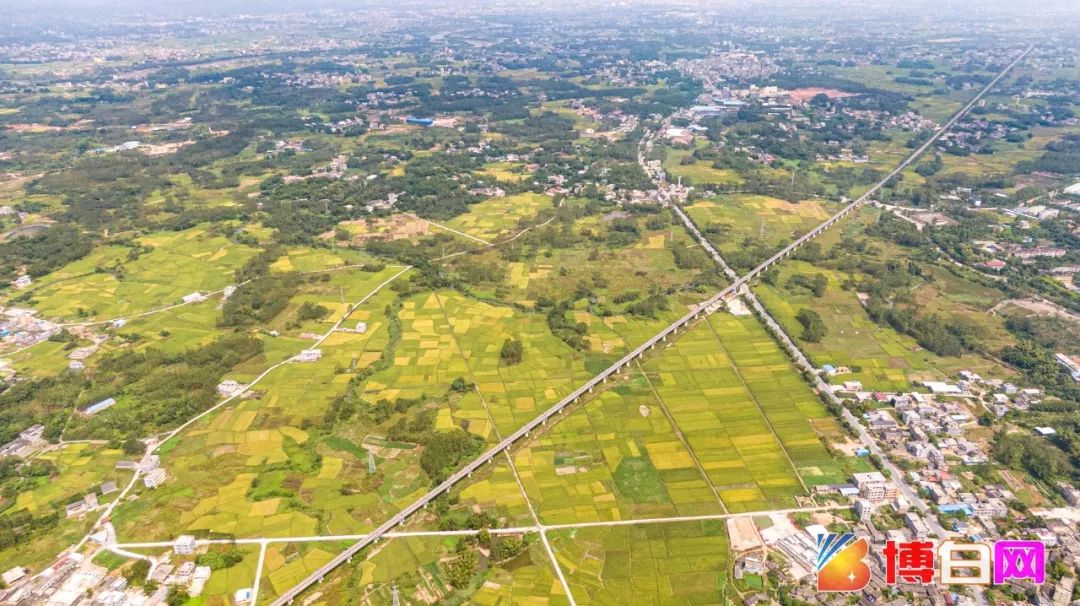 博白镇桂花村 无人机角度下的金黄稻田, 与村落田垄,青山绿树,乡村