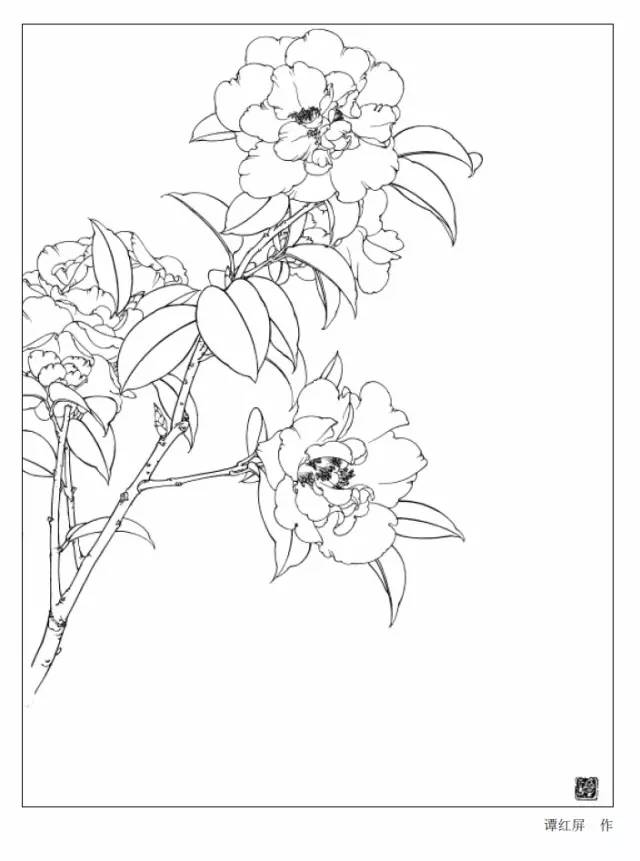 9种花卉白描图收藏备用