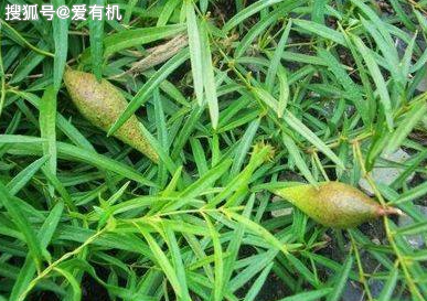 山上的野菜有几种可以吃 d3d871d4bc524b11b74cbddd3cfb9367.png
