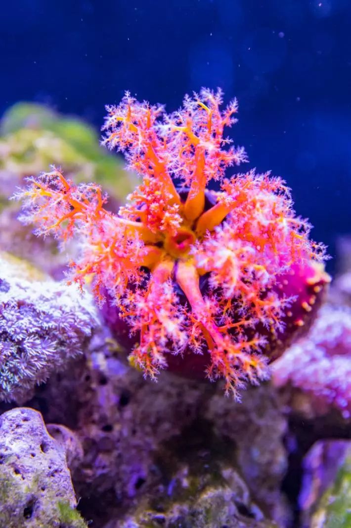 宝石鱼,海苹果,珊瑚等多种水族此外,还有鲨鱼,神仙鱼▼和北冰洋海域