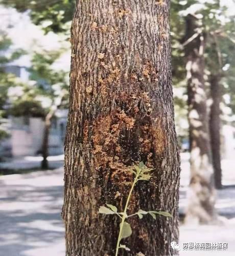 蛀干害虫篇—冬季预防好,来年无烦恼_危害