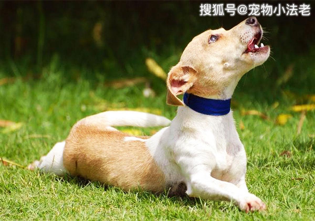 不咬人的狗排名_会咬人的狗不叫图片