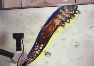 00536b88fc874416bea99f7a16f15d52.gif