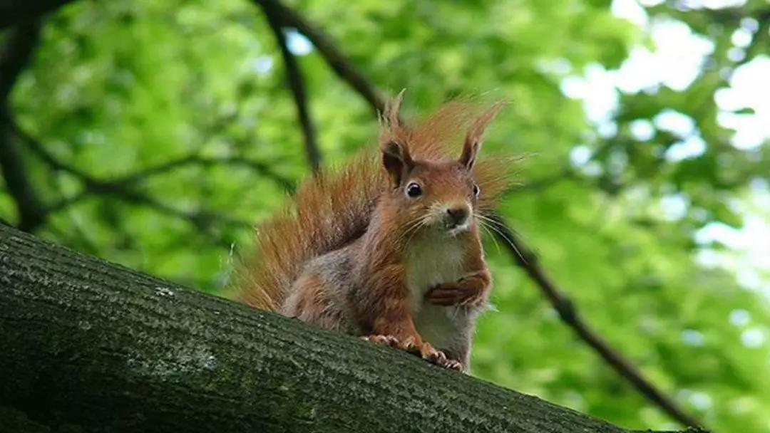 部编版五年级上册第17课《松鼠》图文讲解