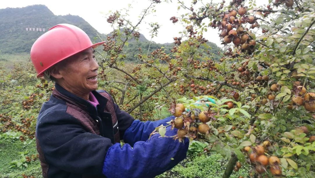 西秀区大坝村金刺梨丰收村民笑