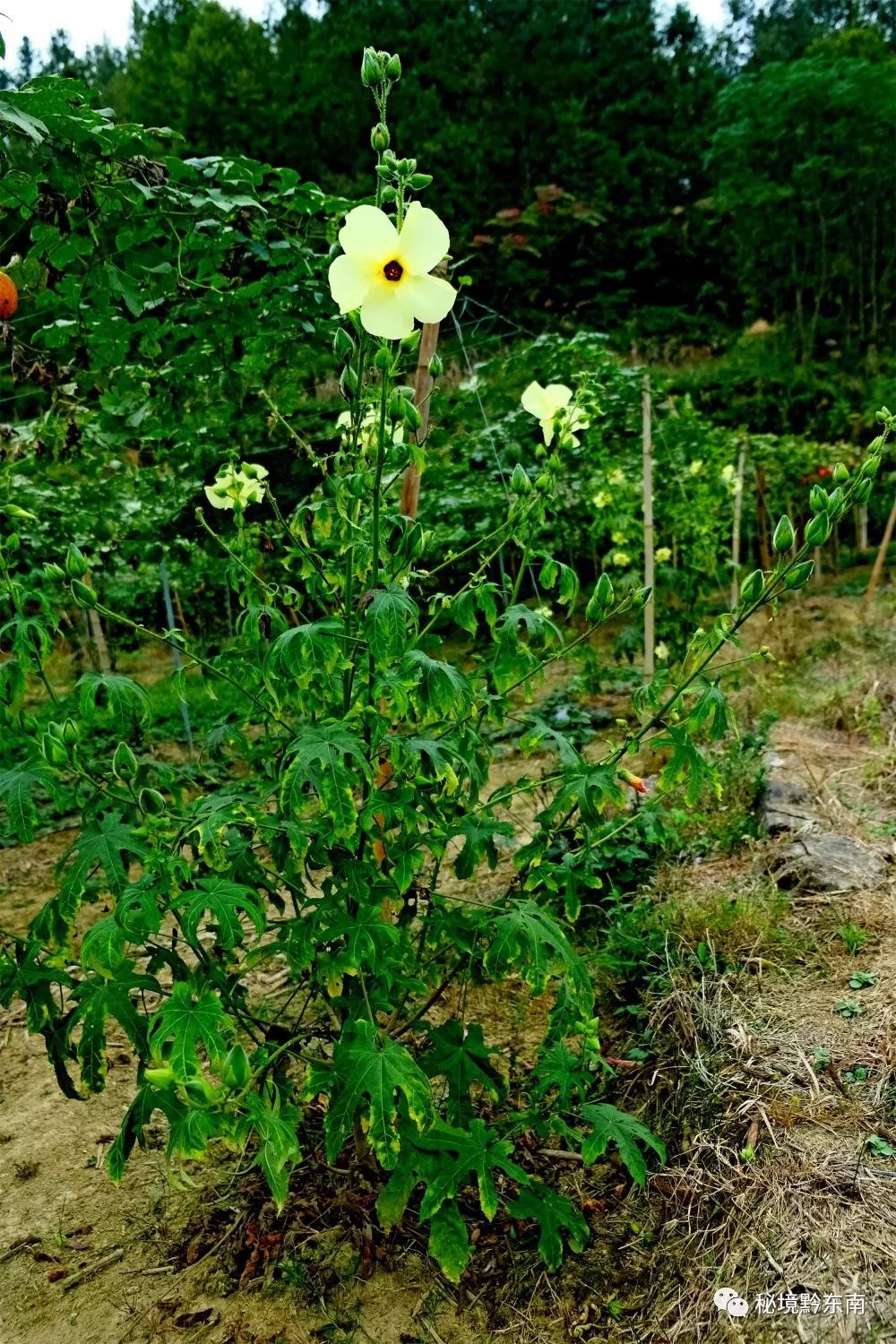 灭绝生物惊现天柱坪地农民杨光跃试种2000株菜芙蓉喜获成功