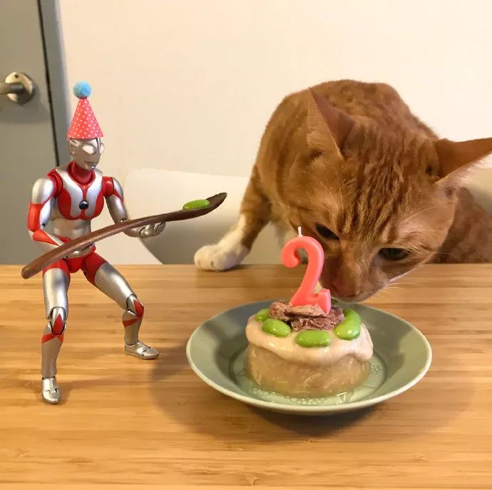 猫咪,奥特曼,收养小猫