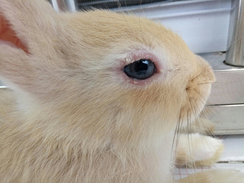 養兔知識：兔子的眼睛突然睜不開，兔子有一隻眼睛睜不開怎麼辦 寵物 第2張