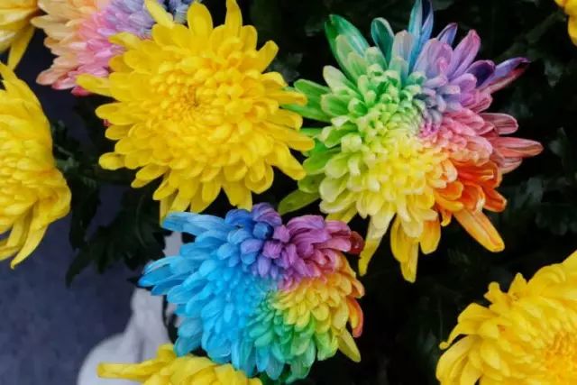 可以用什么形容菊花 580ce9ed00e049df8504e57db6fad1cd.jpeg