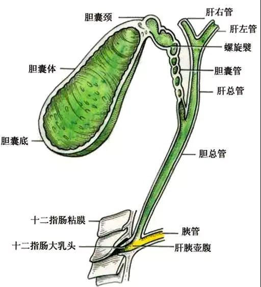 解剖知识途径问题完美总结一