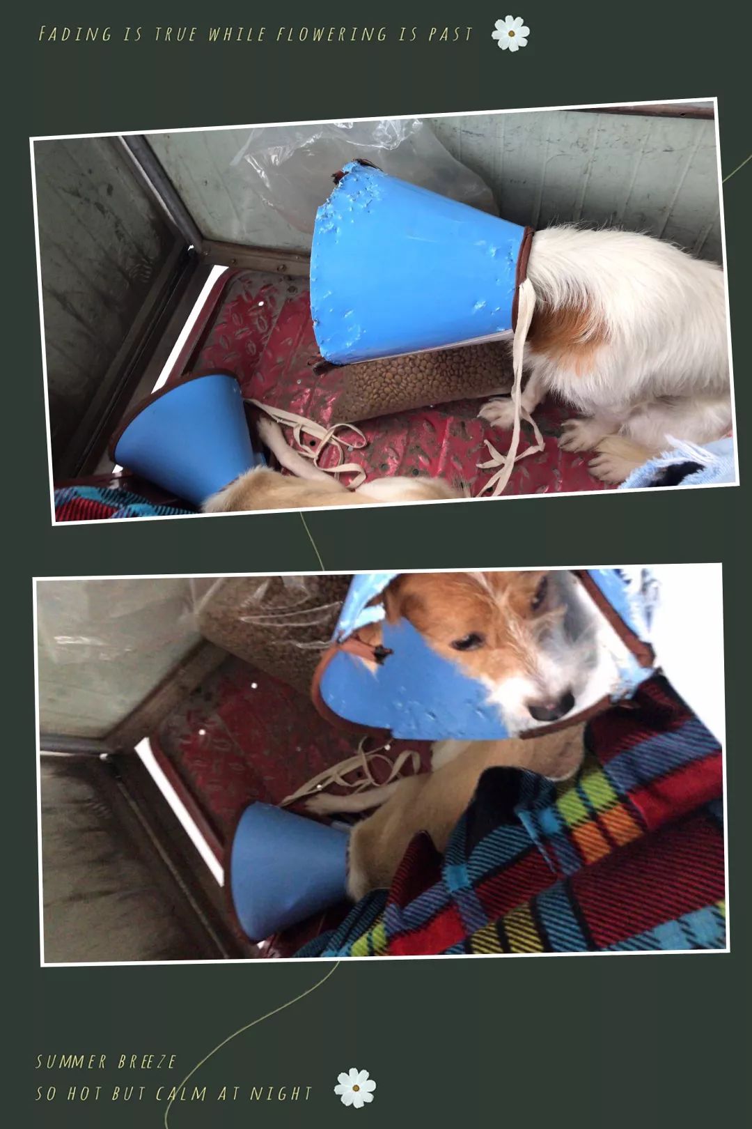 狗多少个月做绝育合适 875235d8f66245e58632ceaa89659401.jpeg