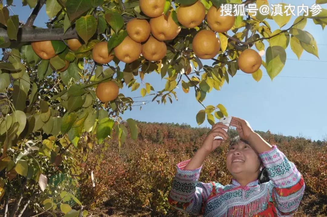 麦地湾梨是云南省大理白族自治州云龙县的特产.