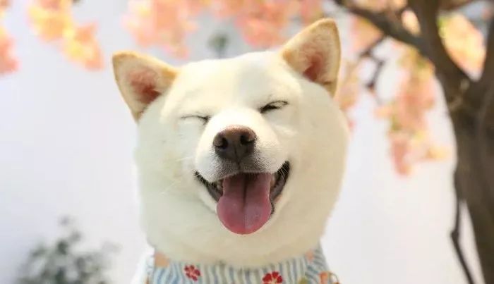 这个秋天,必须要去有柴犬的cafe撸一下午,跟戏精柴柴们疯狂自拍,啊好