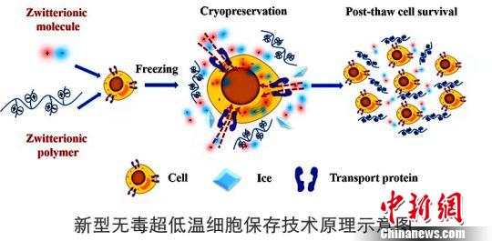 天津大学科学家首创新型无毒超低温细胞保存技术