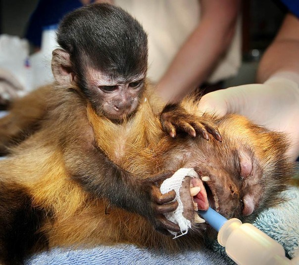 一組動物遭受醫生麻醉的真實照片 寵物 第5張