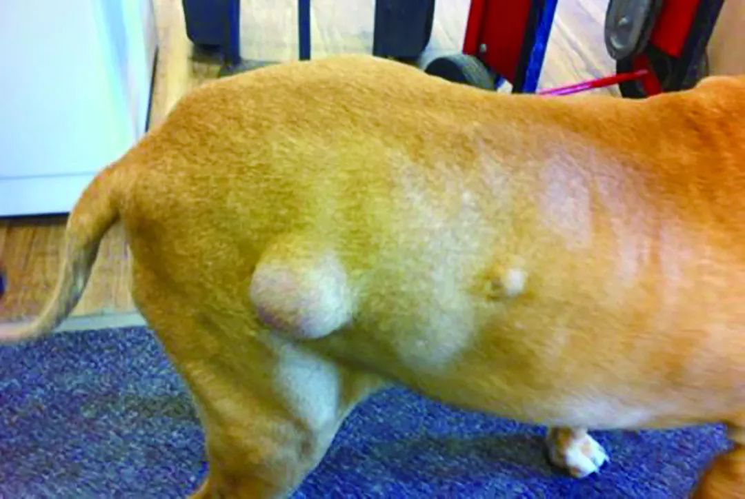 狗狗长了脂肪瘤到底该不该切除?