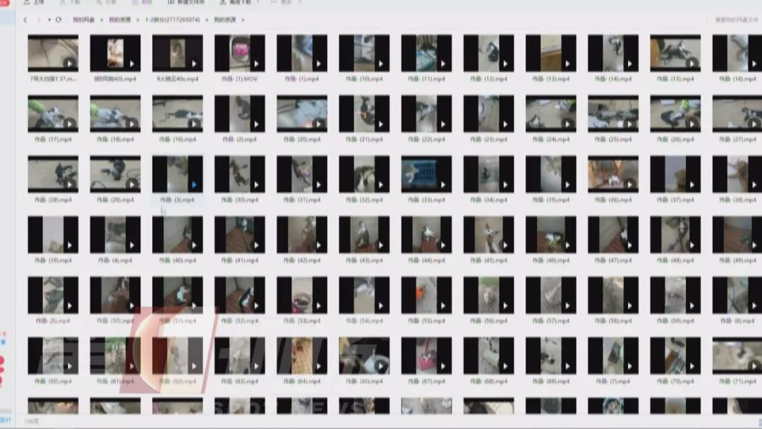 肆意踩踏!用烟头烫!海量虐猫视频在网上竟以3