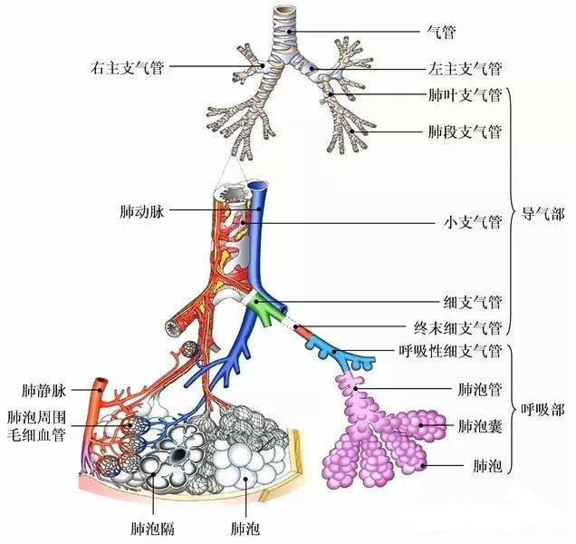 解剖知识途径问题完美总结一_气管