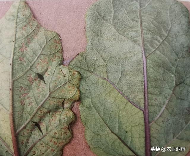 茄子植保:叶霉病与叶斑病两种病害发病症状,原因及防治措施详述