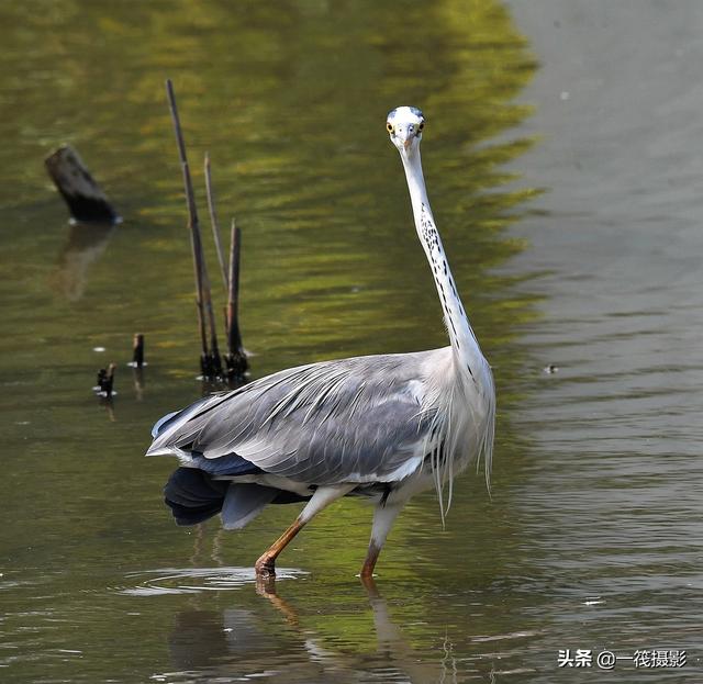 苍鹭涉水,尽显长腿优雅