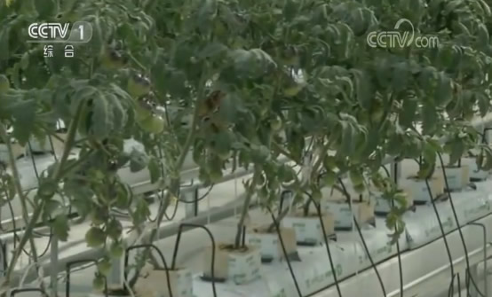 黑科技集中亮相勾勒未来生活 5G全覆盖智慧乌镇