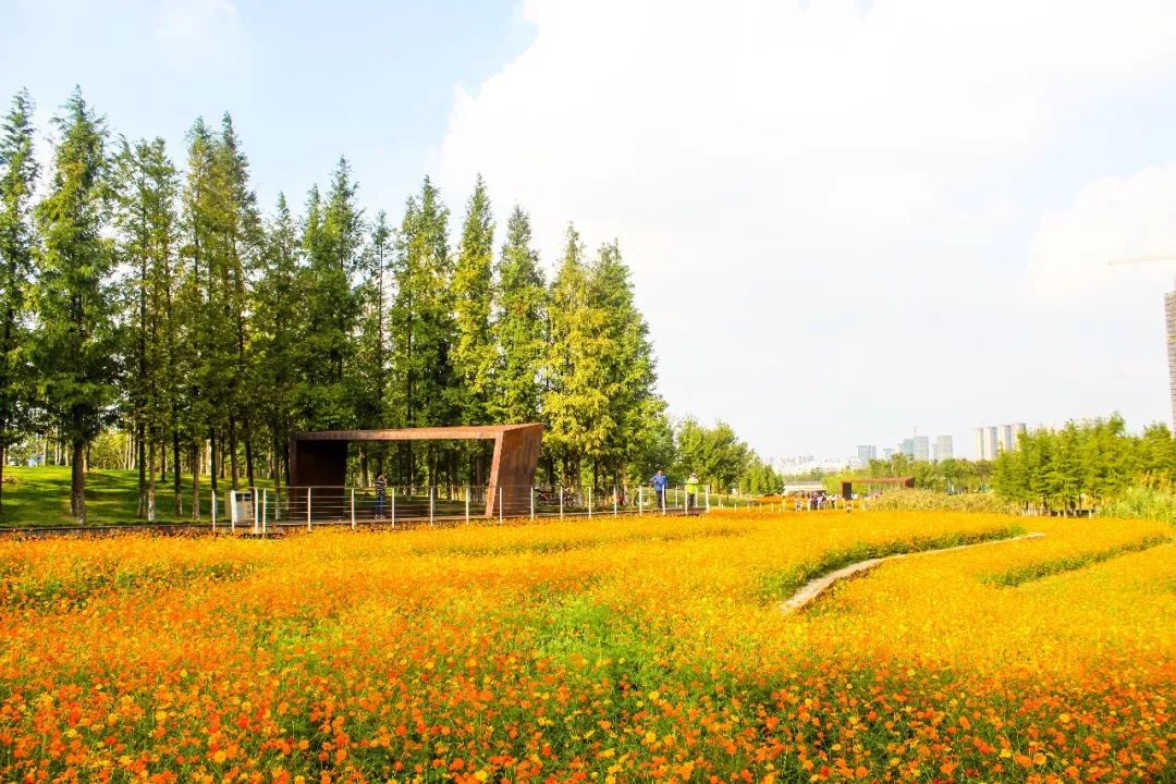生态走廊这片绚烂花海要霸屏_栈道