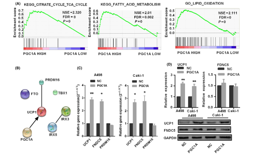 进一步通过信号通路分析发现pgc1a和"脂质棕色化"基因高度相关,随后