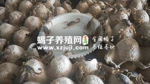 母蝎子怎么看怀孕图片