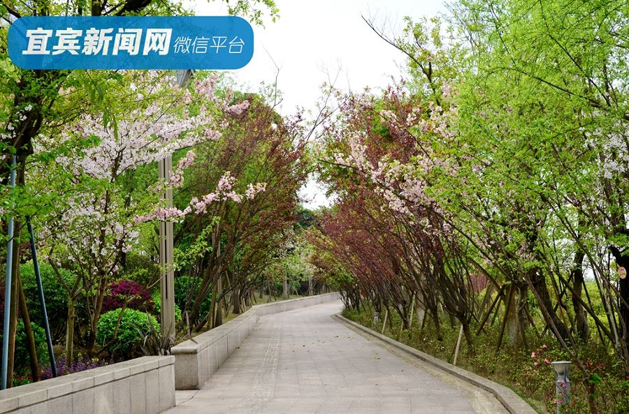 每年樱花盛开的时候 大地坡公园都会成为迎来一波人潮 人行道两边 开