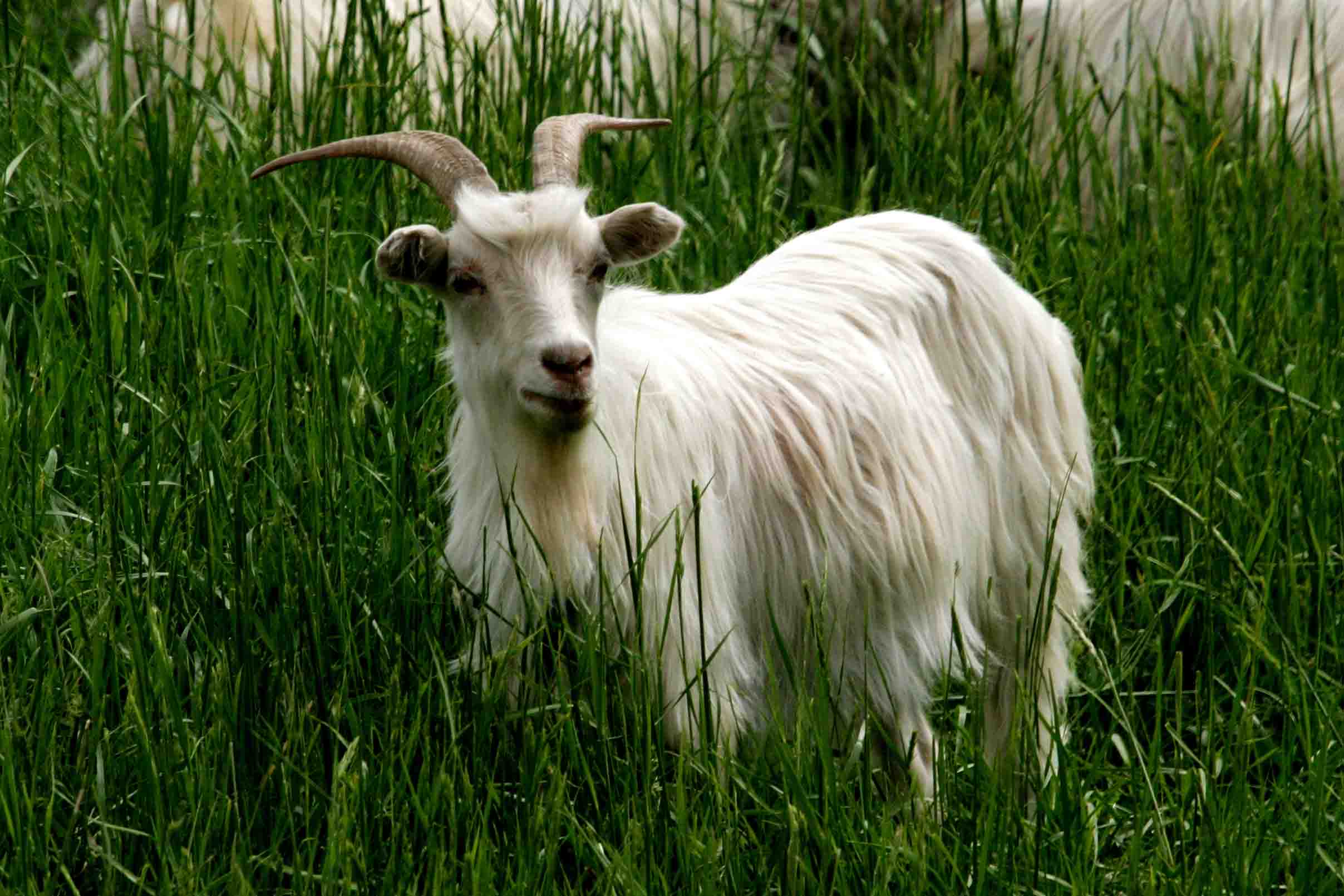 2021年生肖属羊人刑冲太岁运程吉凶分析