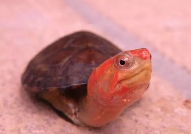 红面好不好养