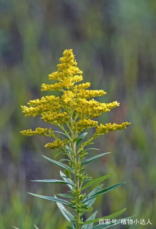 溧阳埭头239路又出车祸燕山公园加拿大一枝黄花存在危害与债主失联整