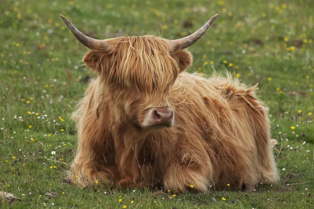 苏格兰的高地牛都有一副非主流的蠢萌刘海