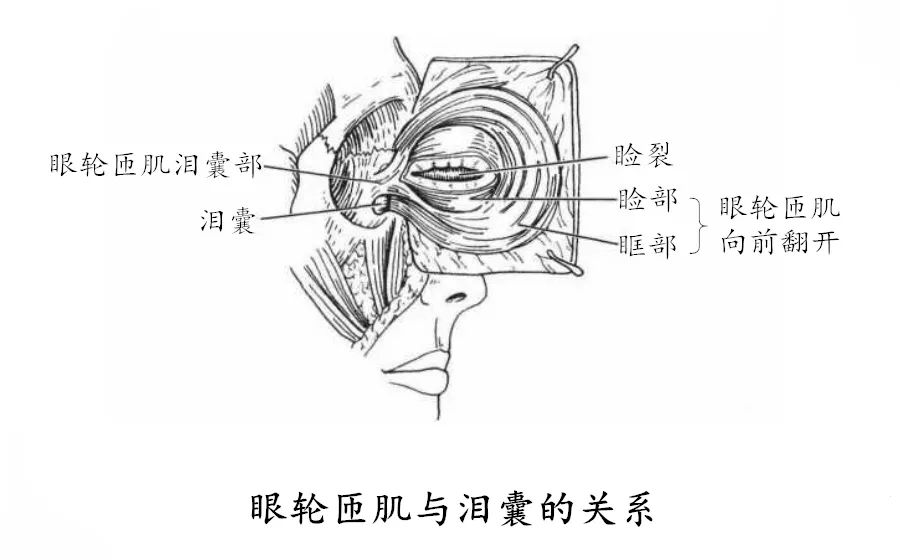 位于眼裂周围,呈扁椭圆形,分眶部,睑部和泪囊部.