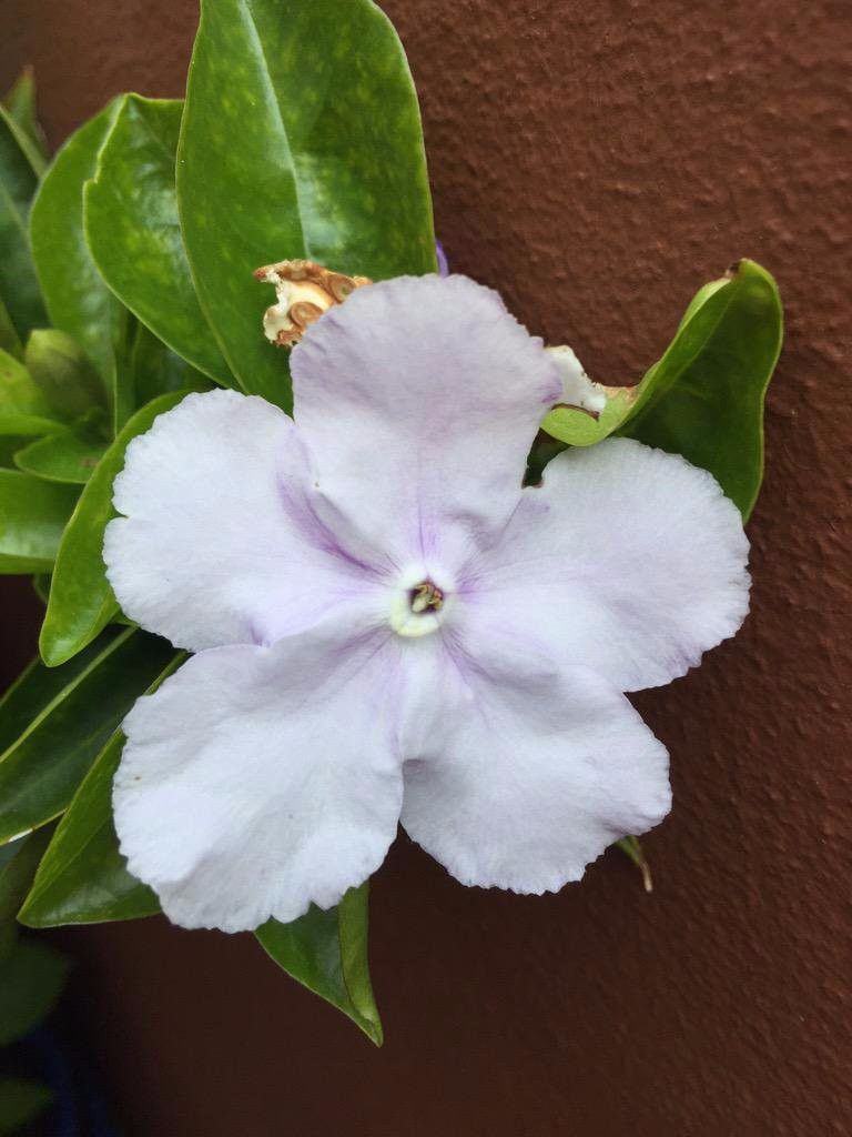 鸳鸯茉莉不开花怎么办