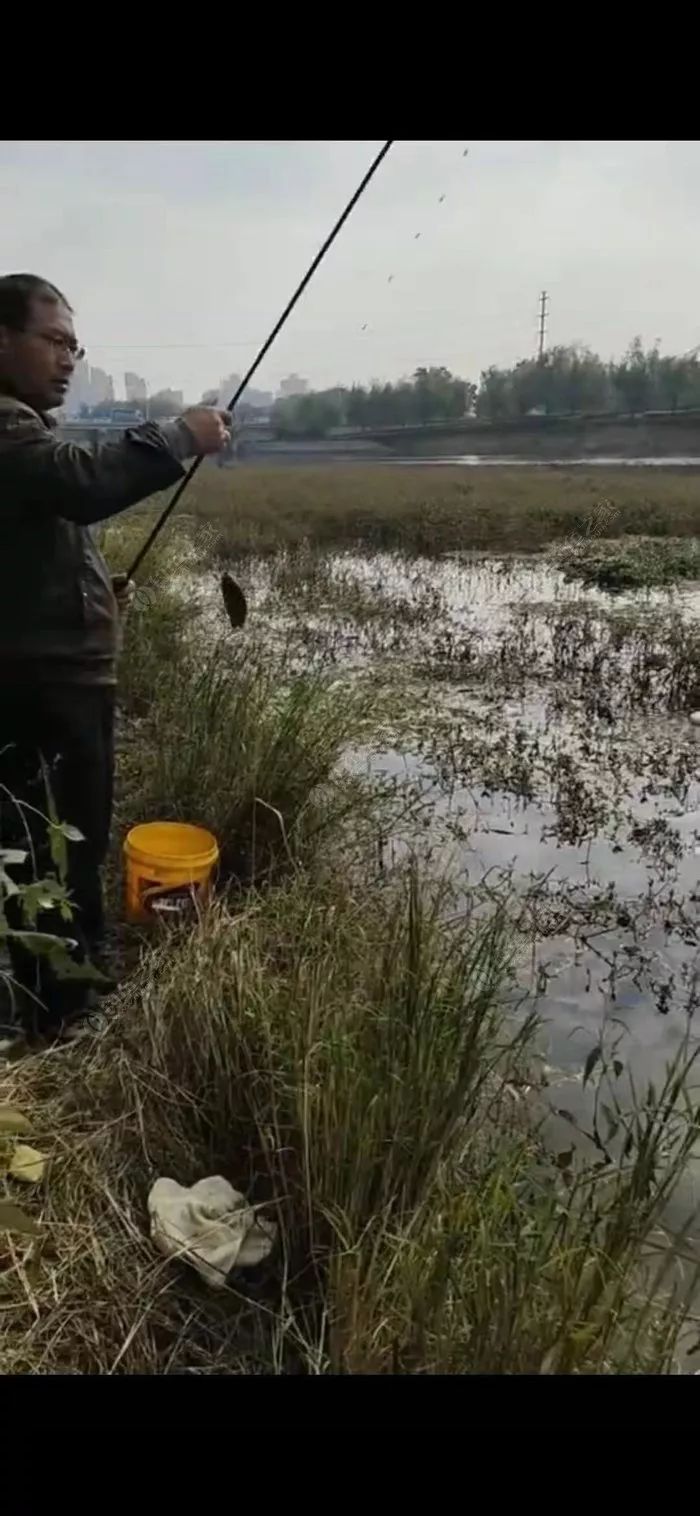 立漂在钓草洞时并不方便,使用双钩,刺鱼过程中,一旦鱼儿挣扎,另一钩