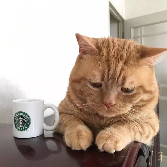 猫咪生病鼻子不舒服,好转以后睡觉睡的太香了,它们还吐起了泡泡
