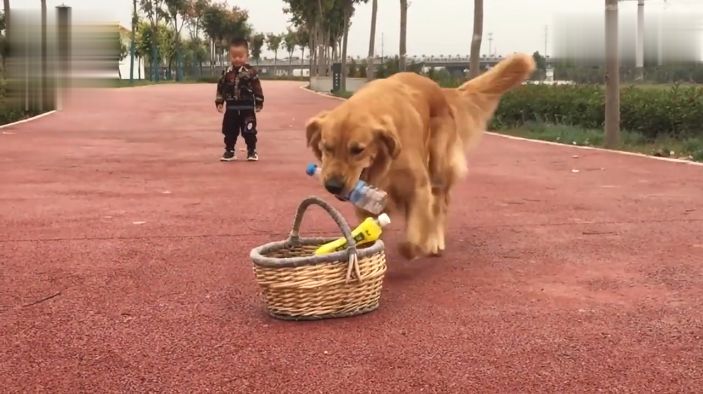 3年前的撿的流浪金毛犬，如今有人花好幾千想買，主人果斷拒絕… 寵物 第1張