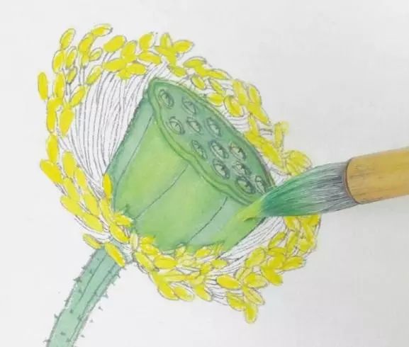 【工笔画】教程:荷花莲蓬画法及染色技法_花茎