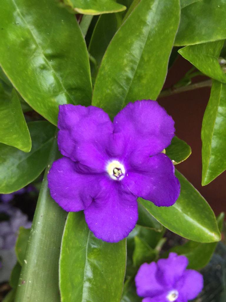 鸳鸯茉莉不开花怎么办