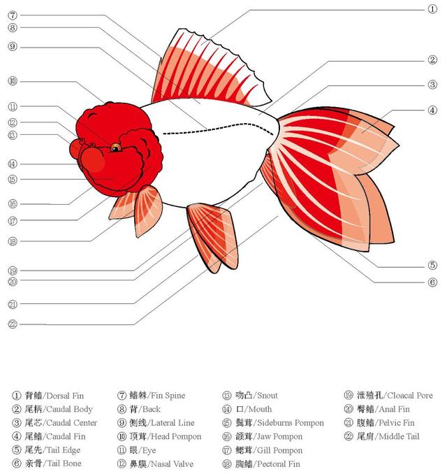 △ 金鱼身体各部位名称(中国金鱼图鉴)