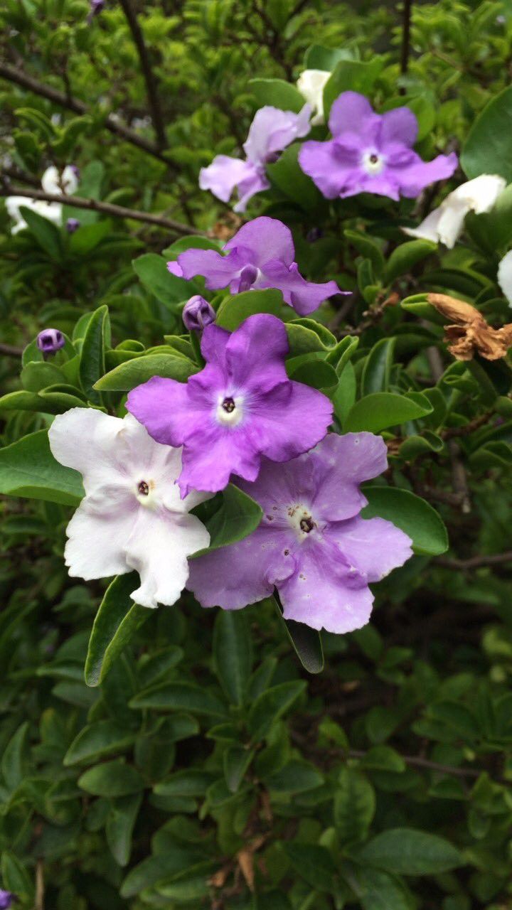 鸳鸯茉莉不开花怎么办