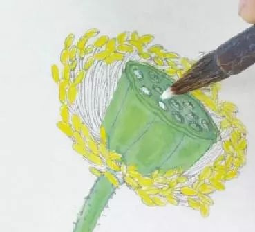 【工笔画】教程:荷花莲蓬画法及染色技法_花茎