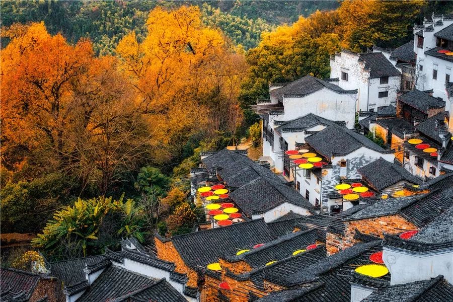 俗话说"中国的秋天有婺源,婺源的秋天有篁岭.